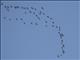 Pink-footed Goose (Anser brachyrhynchus)
