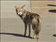 Coyote (Canis latrans)