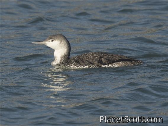 Red-throated Loon