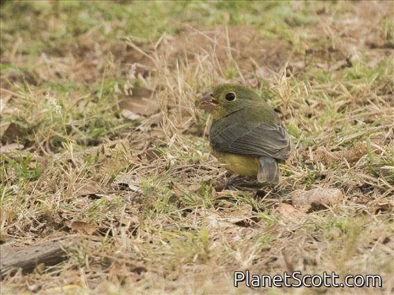 Orange-breasted Bunting (Passerina leclancherii) - Female
