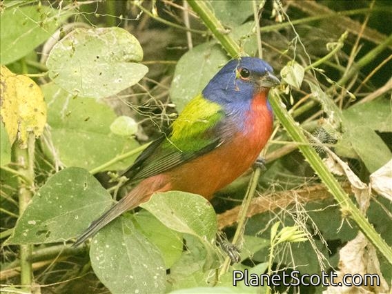 Painted Bunting (Passerina ciris)