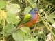 Painted Bunting (Passerina ciris)