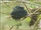 Blue Bunting (Cyanocompsa parellina)