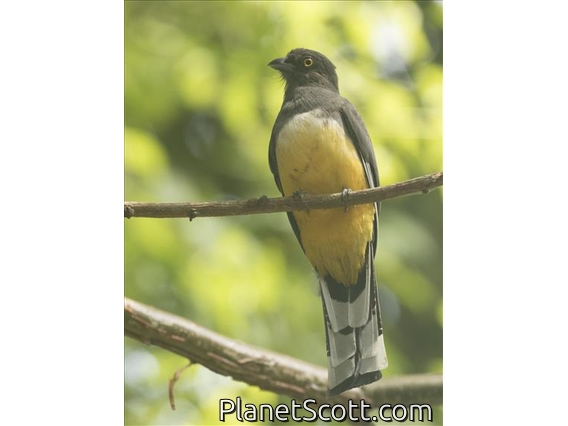 Citreoline Trogon (Trogon citreolus)
