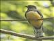 Citreoline Trogon (Trogon citreolus)