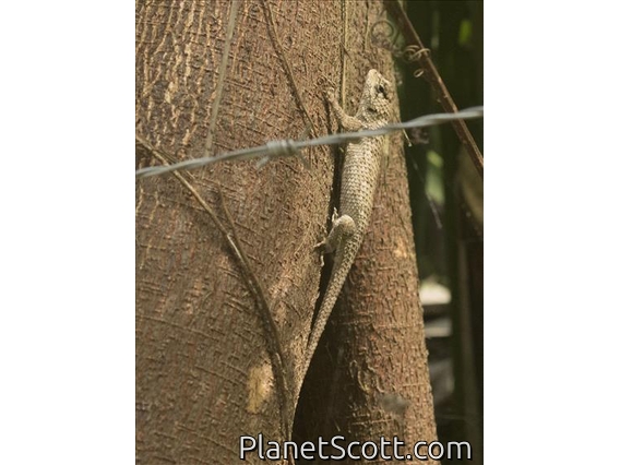 Black-nosed Lizard (Sceloporus melanorhinus)