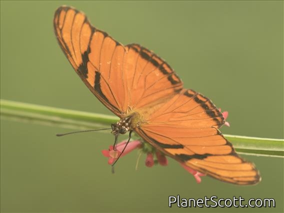 Juno Silverspot (Dione juno)
