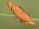 Juno Silverspot (Dione juno)