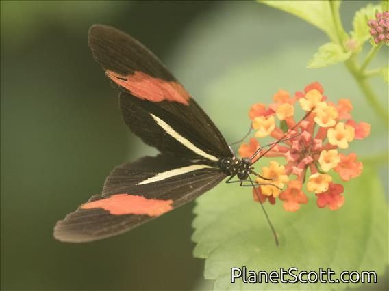 Red Postman (Heliconius erato)