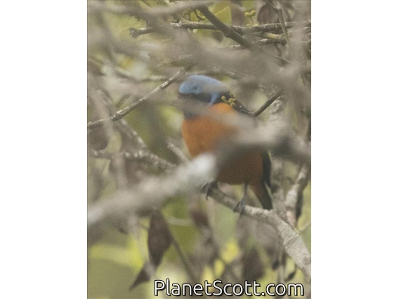 Elegant Euphonia (Euphonia elegantissima)