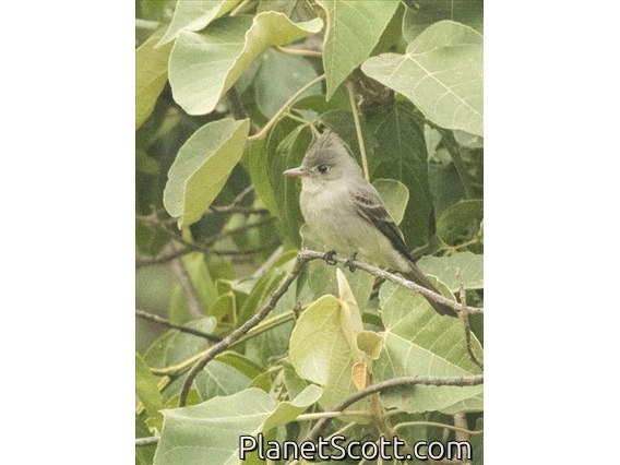 Greater Pewee (Contopus pertinax)