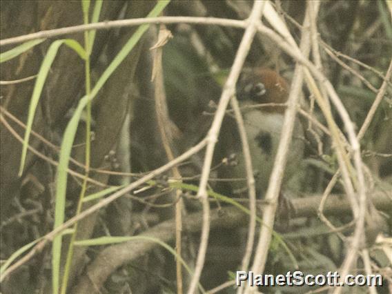 Rusty-crowned Ground-Sparrow (Melozone kieneri)