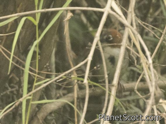 Rusty-crowned Ground-Sparrow (Melozone kieneri)