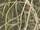 Rusty-crowned Ground-Sparrow (Melozone kieneri)