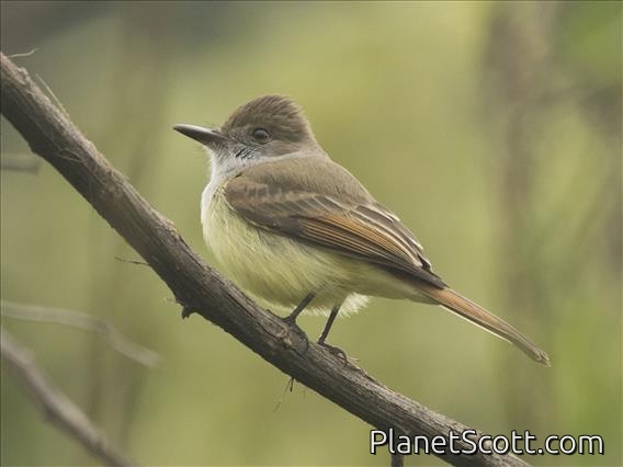 Dusky-capped Flycatcher (Myiarchus tuberculifer)