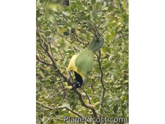 Green Jay (Cyanocorax yncas)