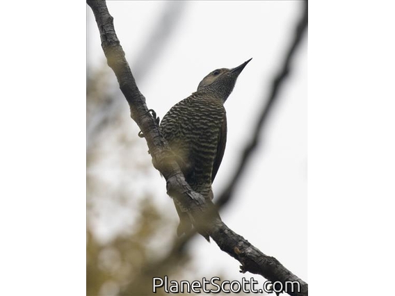 Gray-crowned Woodpecker (Colaptes auricularis)