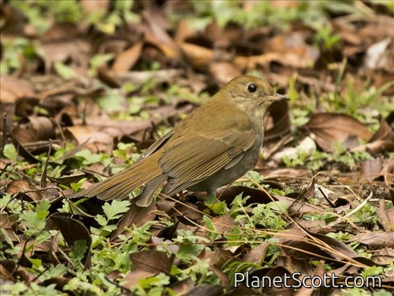 Russet Nightingale-Thrush (Catharus occidentalis)