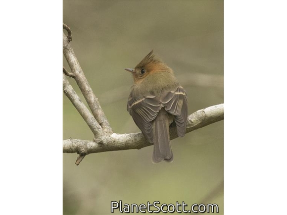 Tufted Flycatcher (Mitrephanes phaeocercus)