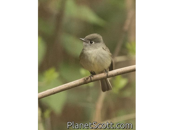Hammond's Flycatcher (Empidonax hammondi)