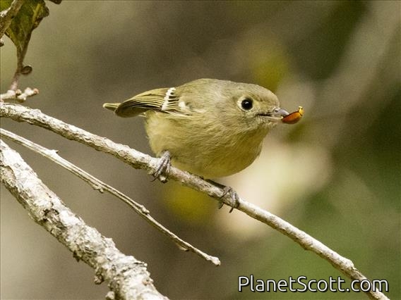 Hutton's Vireo (Vireo huttoni)