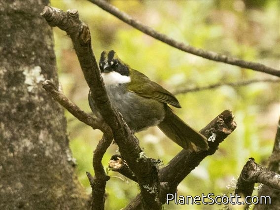 Green-striped Brush-Finch (Atlapetes virenticeps)