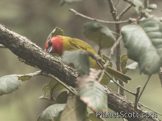Red-headed Tanager (Piranga erythrocephala)