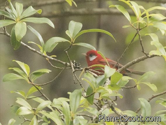 Red Warbler (Cardellina ruber)
