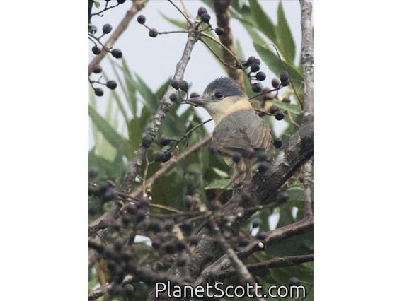 Gray-collared Becard (Pachyramphus major)