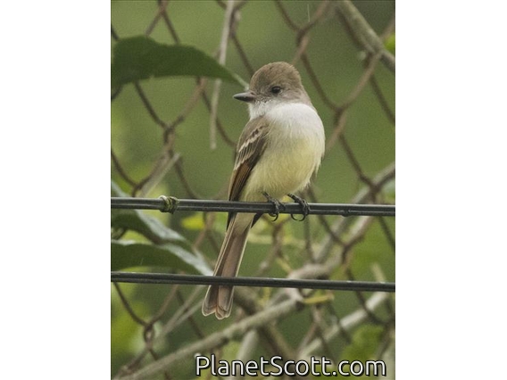 Nutting's Flycatcher (Myiarchus nuttingi)
