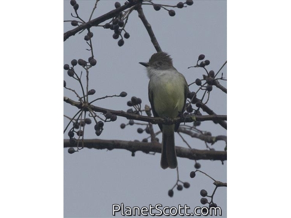 Ash-throated Flycatcher (Myiarchus cinerascens)