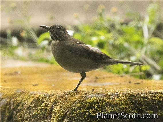 White-throated Thrush (Turdus assimilis)