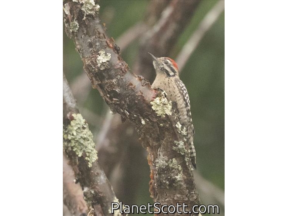 Ladder-backed Woodpecker (Dryobates scalaris)