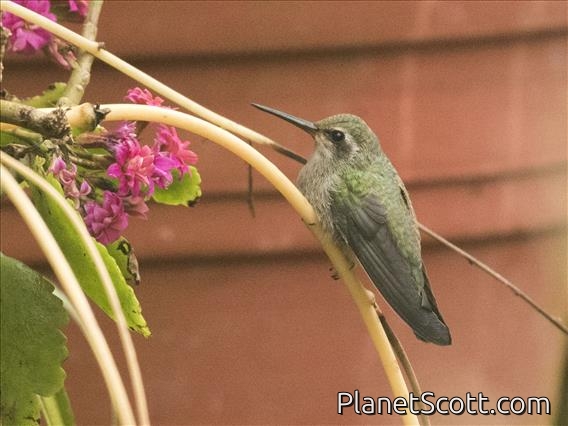 Rivoli's Hummingbird (Eugenes fulgens) - Female