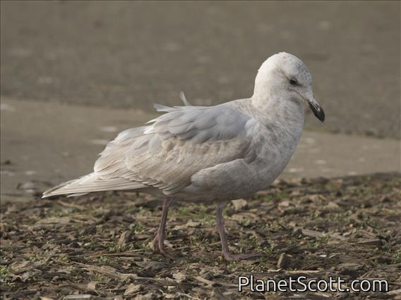 Glaucous-winged Gull (Larus glaucescens) - 2nd Winter