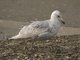 Glaucous-winged Gull (Larus glaucescens) - 2nd Winter