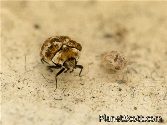 Varied Carpet Beetle (Anthrenus verbasci)