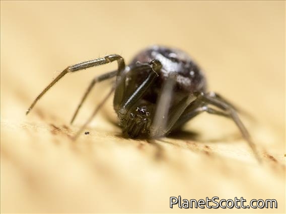 False Widow Spider (Steatoda ssp)