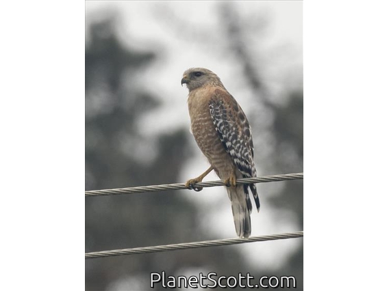 Red-shouldered Hawk (Buteo lineatus)