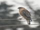 Red-shouldered Hawk (Buteo lineatus)