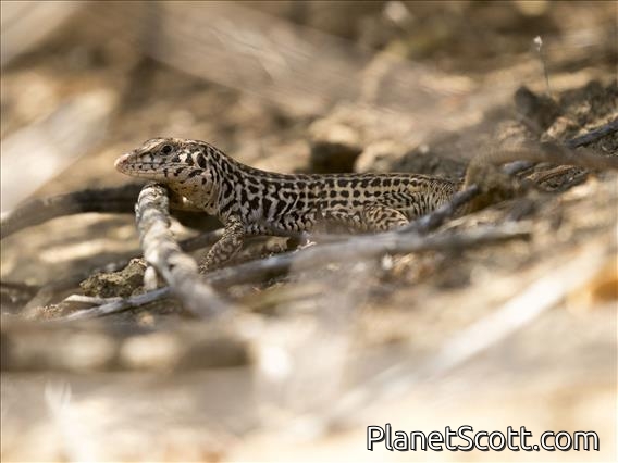 Tiger Whiptail (Aspidoscelis-tigris)