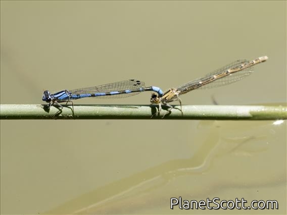 Familiar Bluet (Enallagma civile)