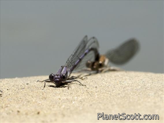 Emma's Dancer (Argia Emma)