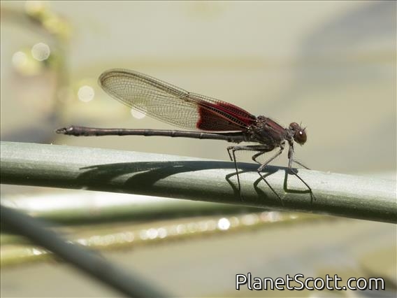 American Rubyspot (Hetaerina americana)