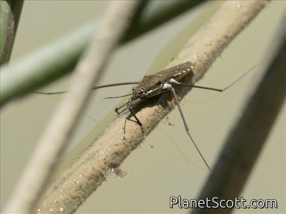 Common Water Strider (Aquarius remigis)