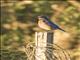 Western Bluebird (Sialia mexicana)