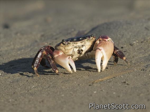 Lined Shore Crab (Pachygrapsus crassipes)