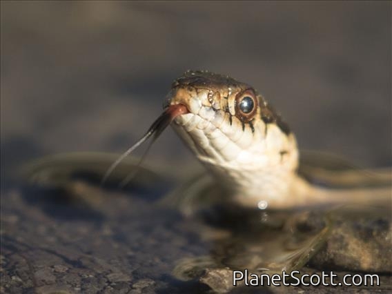 Sierra Garter Snake (Thamnophis couchii)