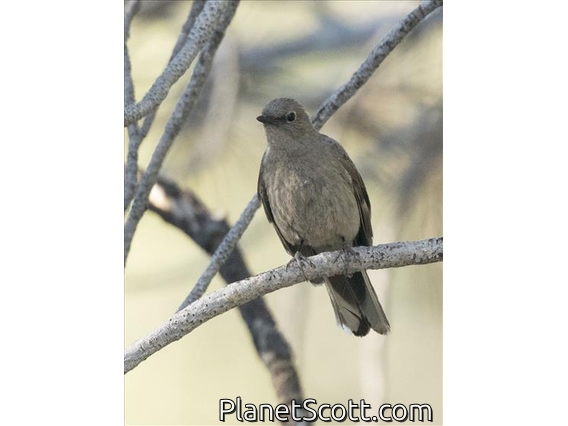 Townsend's Solitaire (Myadestes townsendi)