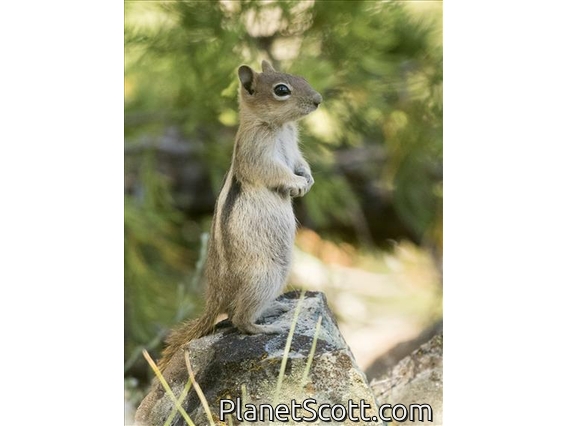 Golden-mantled Ground Squirrel (Callospermophilus lateralis)